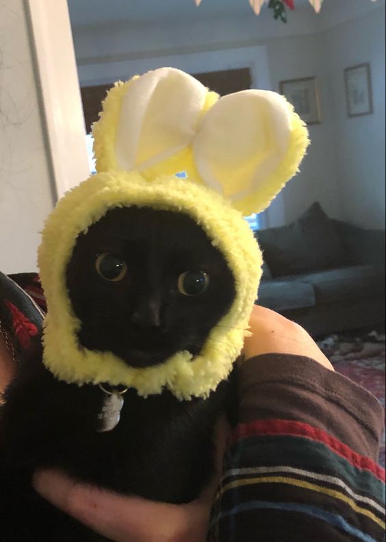 black cat in yellow bunny hat hope c_